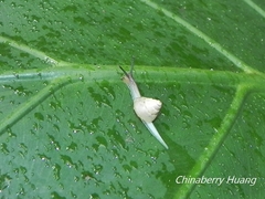 Satsuma katipolensis