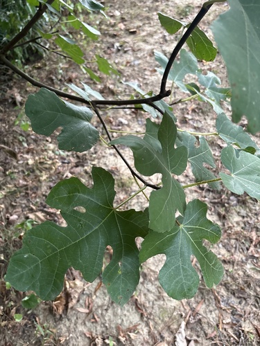 common fig