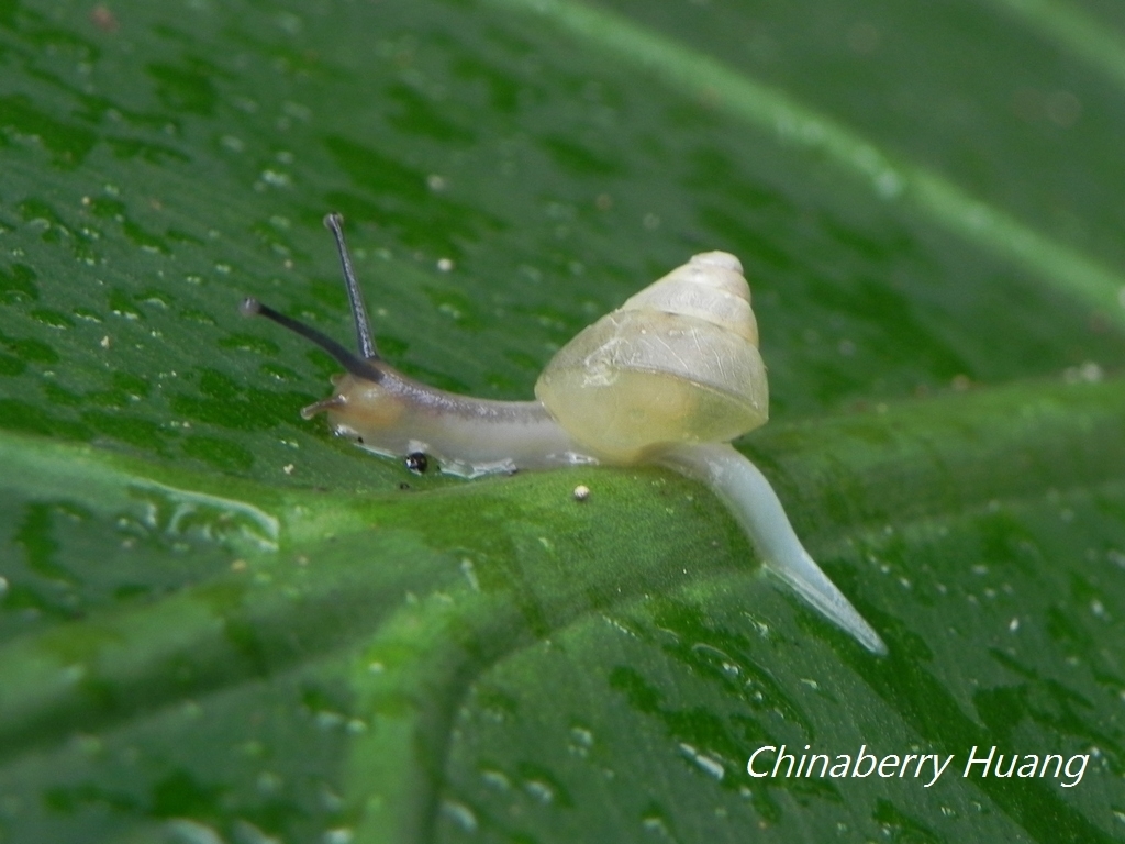 Satsuma katipolensis