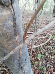 Acanthocereus fosterianus