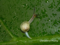 Satsuma katipolensis