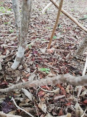 Acanthocereus fosterianus