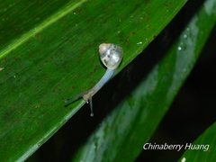 Satsuma katipolensis