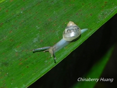 Satsuma katipolensis