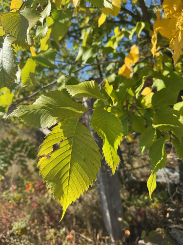 American elm