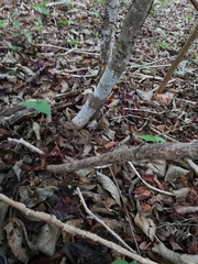 Acanthocereus fosterianus
