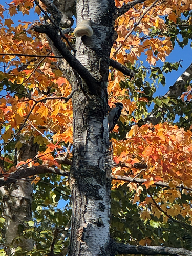 Hairy Woodpecker