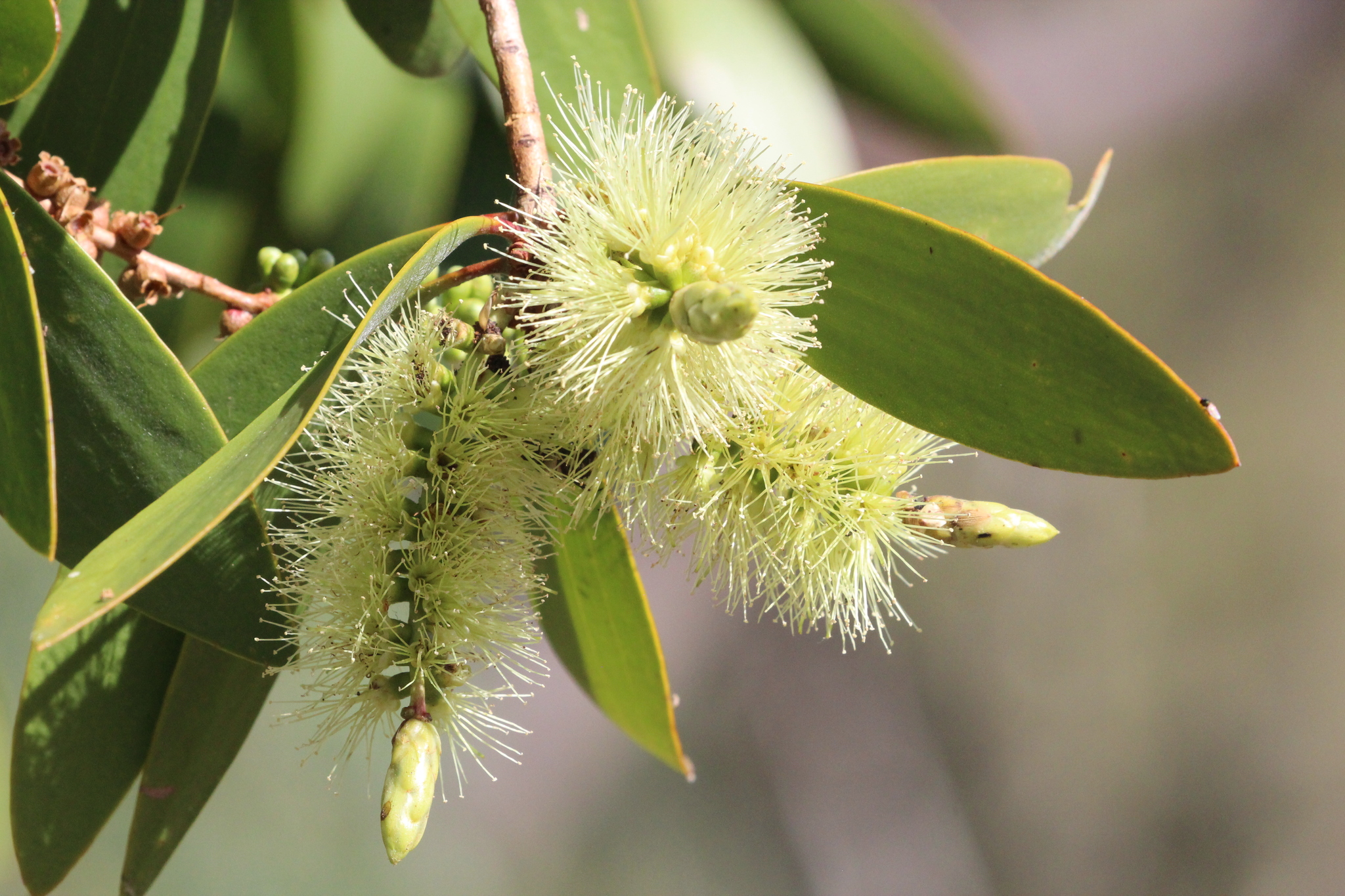 Melaleuca viridiflora