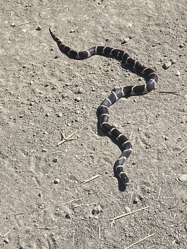 California King Snake