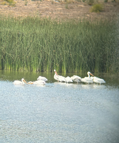 American White Pelican