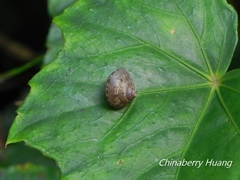 Satsuma sphaeroconus