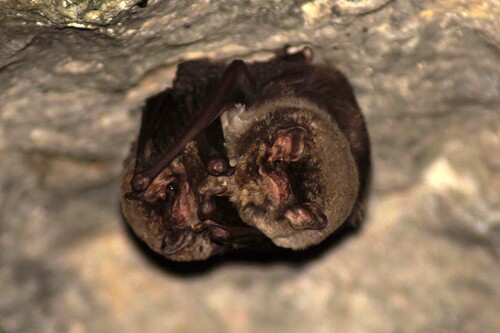 Miniopterus schreibersii observed 2026-09-27