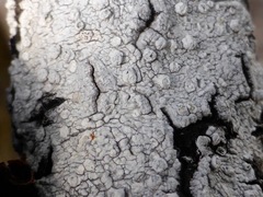 Pertusaria subvelata