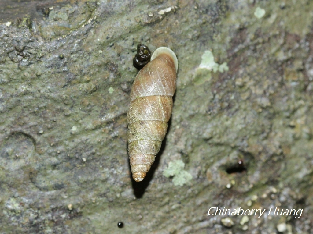 Luchuena luchuana