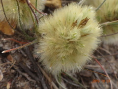Ptilotus spathulatus