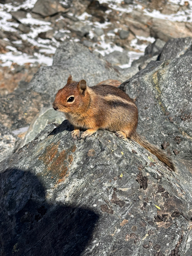 Cascade Golden-mantled Ground Squirrel observed by alexgotz
