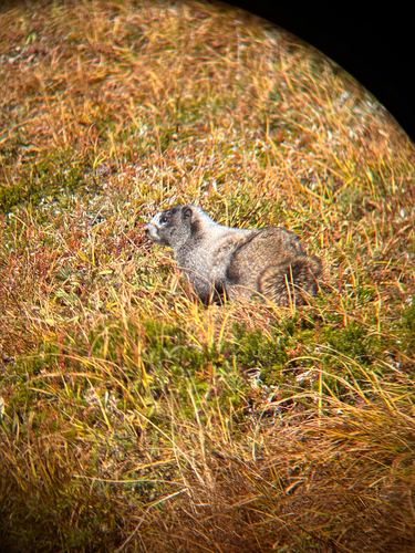 Hoary Marmot observed by alexgotz
