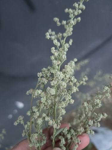 Common Lambsquarters