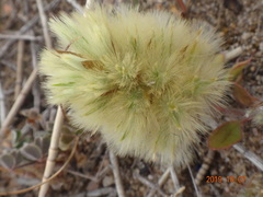 Ptilotus spathulatus