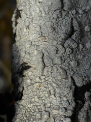 Pertusaria subvelata