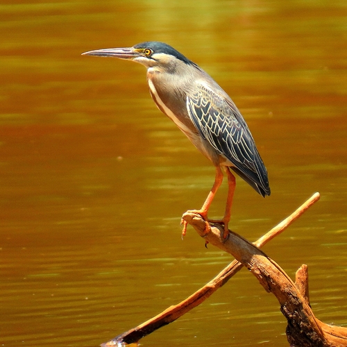 Striated Heron