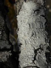 Pertusaria subvelata
