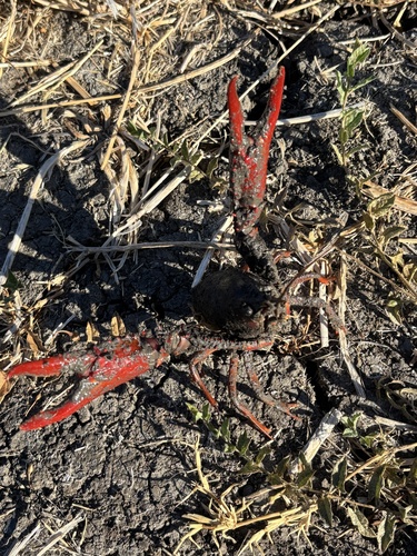 Red Swamp Crayfish