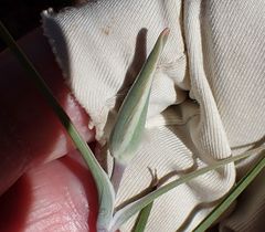 Calochortus concolor