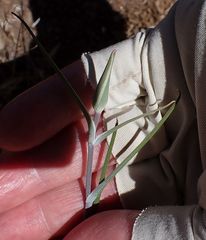 Calochortus concolor