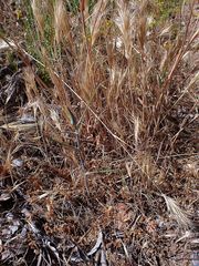 Calochortus concolor