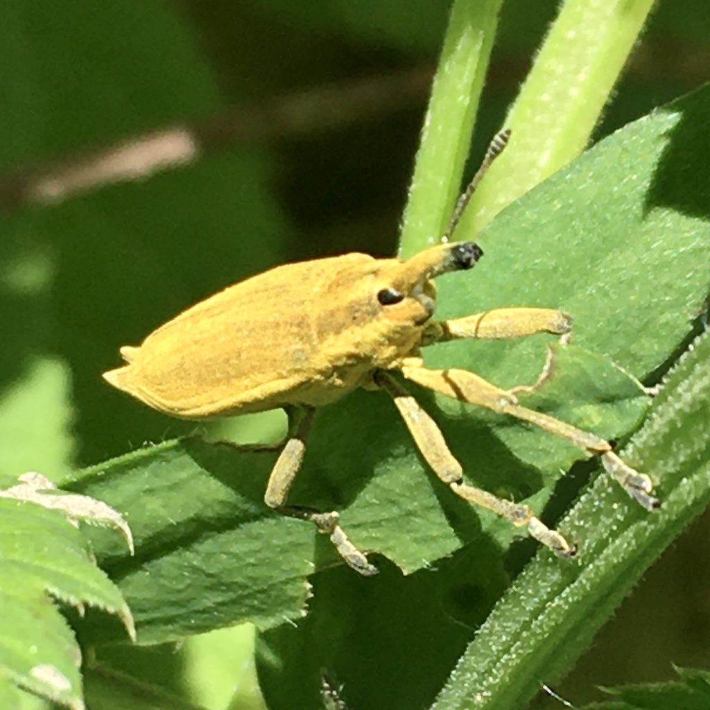 Lixus iridis