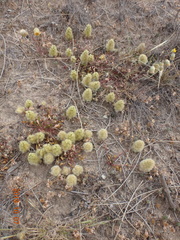 Ptilotus spathulatus