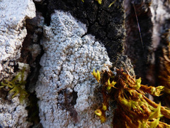 Pertusaria alpina