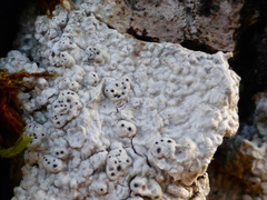 Pertusaria alpina
