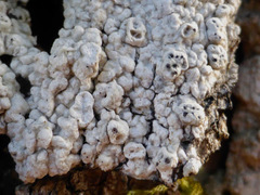 Pertusaria alpina