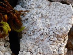 Pertusaria alpina