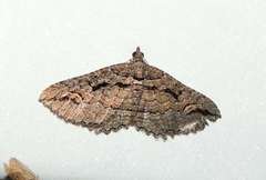 Chrysolarentia plagiocausta