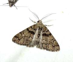 Lipogya exprimataria