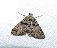 Lipogya exprimataria