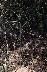 Calochortus concolor