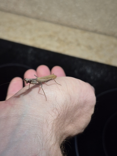 Mediterranean Mantis