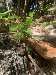 Phyllanthus marianus