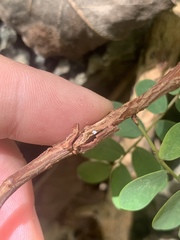 Phyllanthus marianus