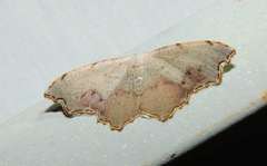 Epicompsa xanthocrossa