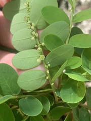 Phyllanthus marianus