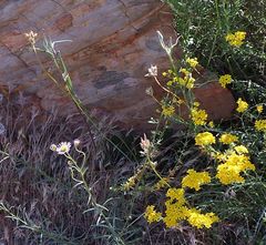 Calochortus concolor