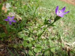 Triodanis perfoliata