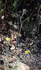 Calochortus concolor