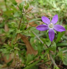 Triodanis perfoliata