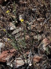 Calochortus concolor